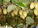 kiwifrucht.JPG